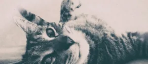 Big Little Lions lançam “My Home”, um novo single sobre o verdadeiro significado de casa