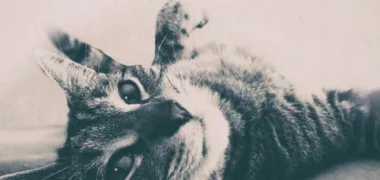 Big Little Lions lançam “My Home”, um novo single sobre o verdadeiro significado de casa
